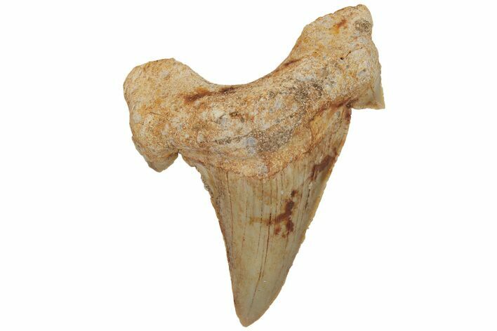 Fossil Shark Tooth (Otodus) - Morocco #211876